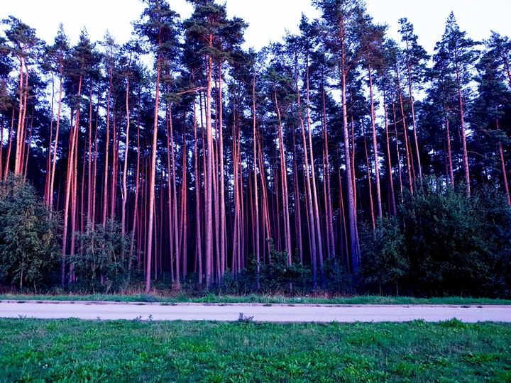 Trees