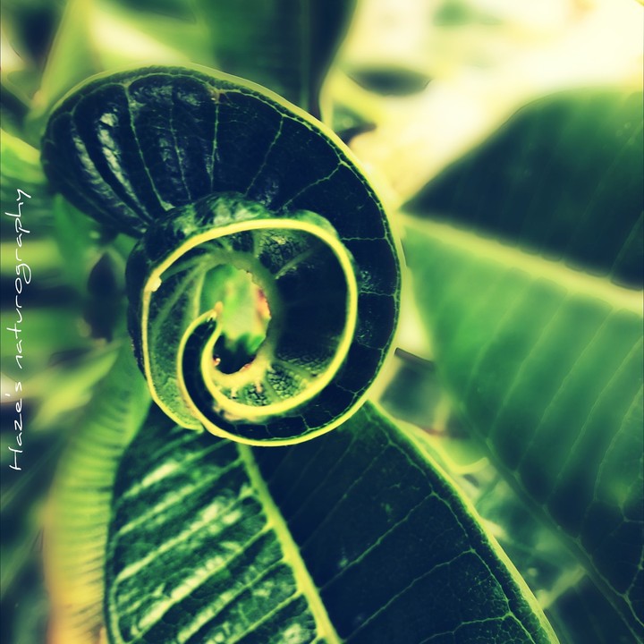 Natural Complexity