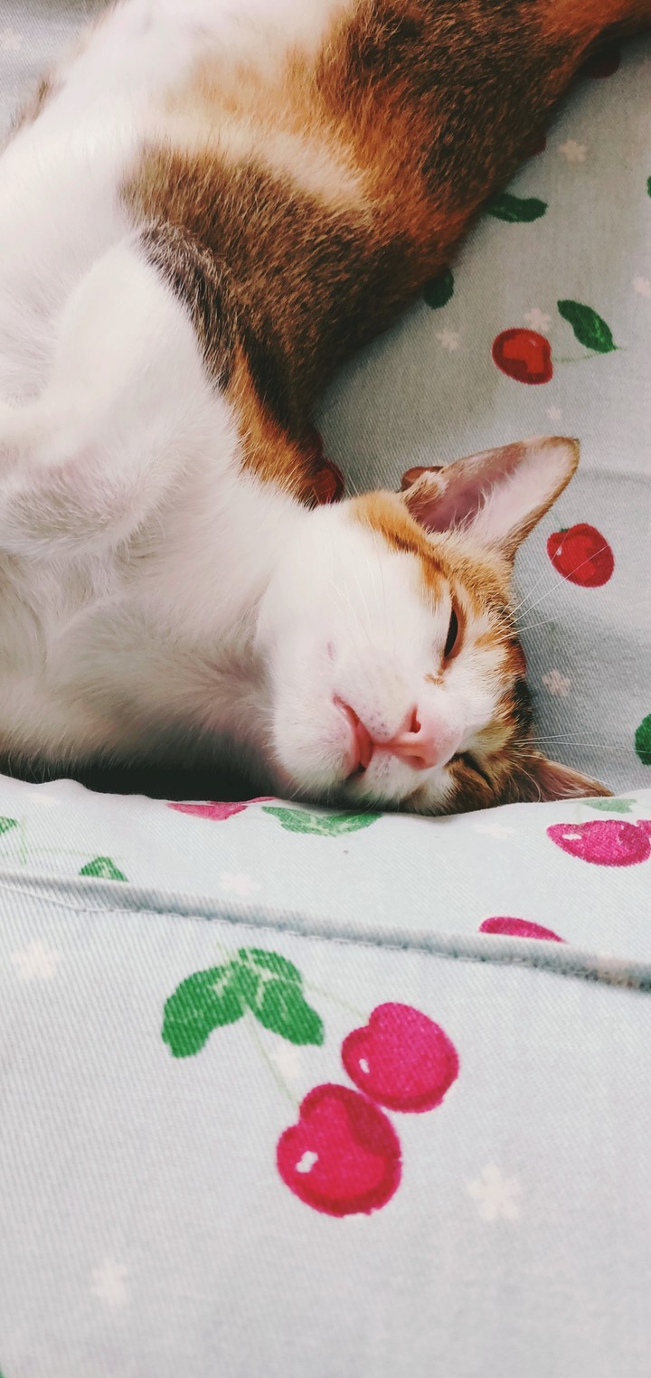 cat tight sleep