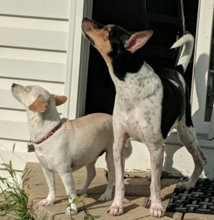 sassy dogs