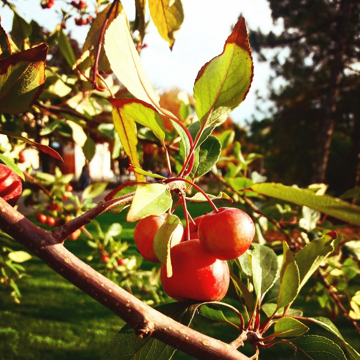 Mini apples