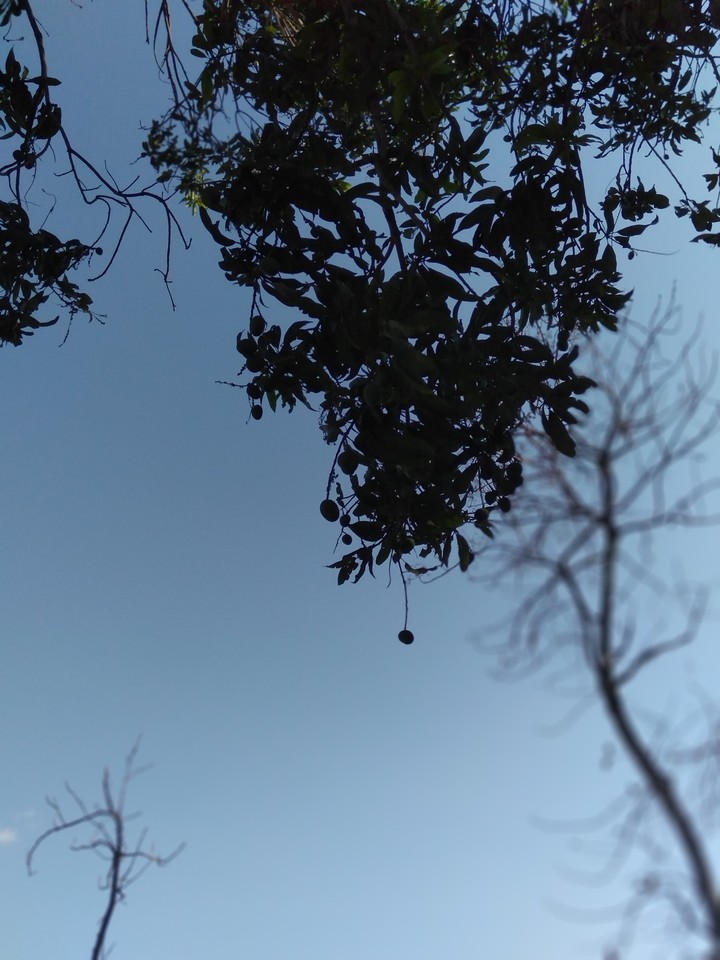 leaf's