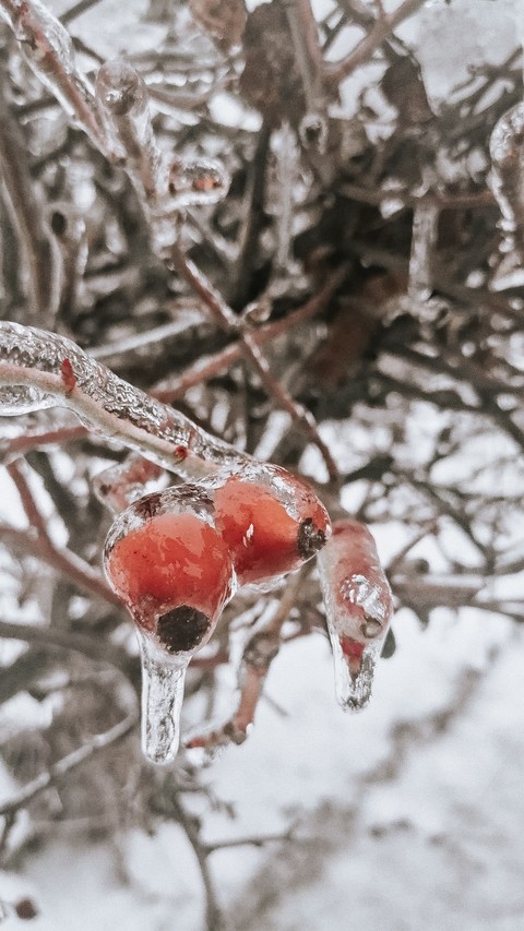 tapety freezing, twig