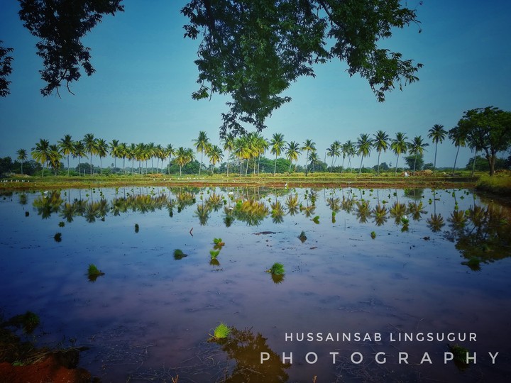 coconut trees
