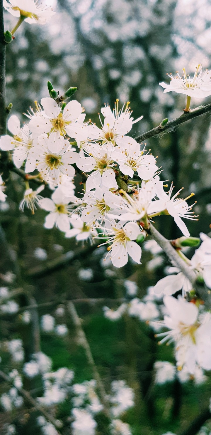 Nature/Flower