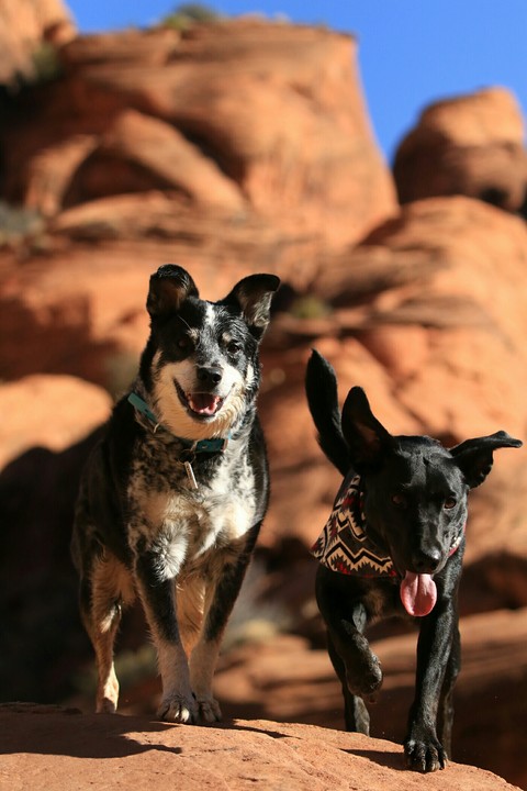 Dog