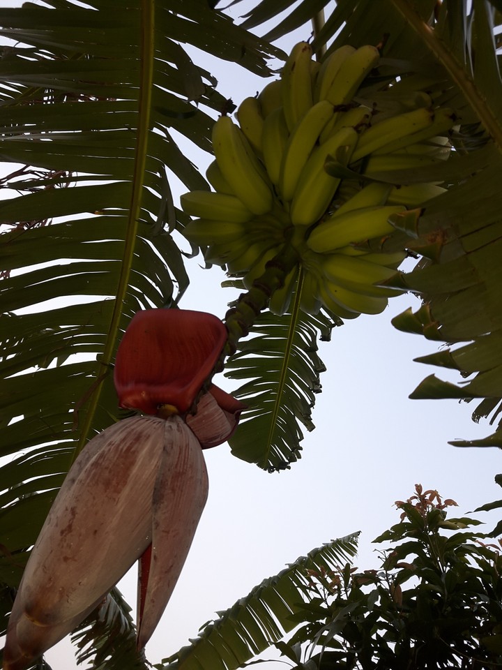bananas