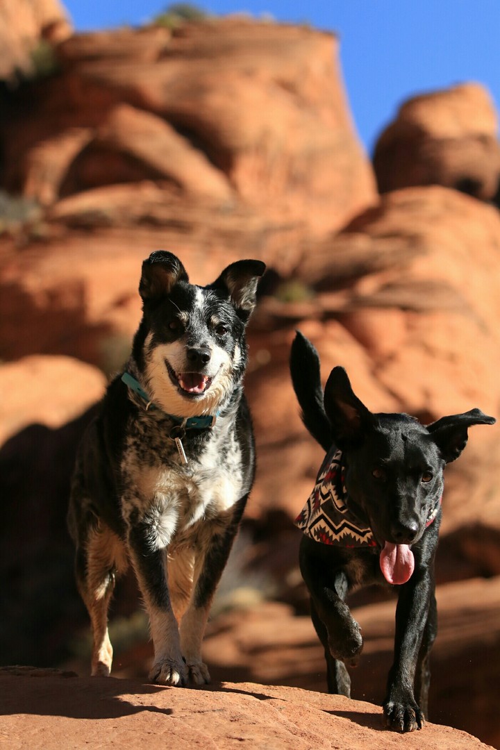 Dog