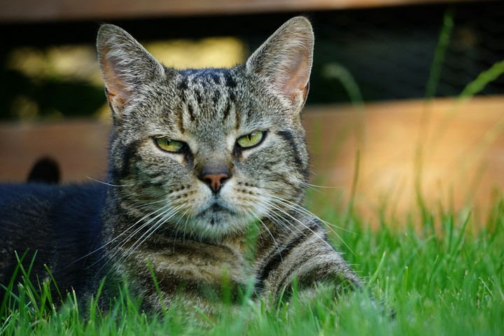 cat