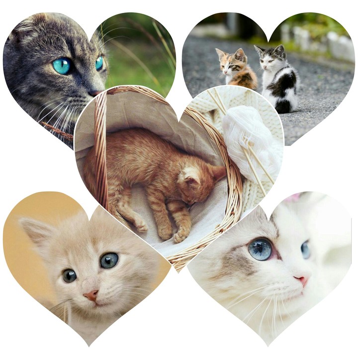 Котятки