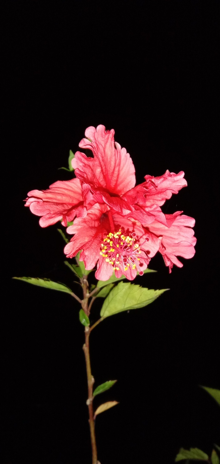 my garden