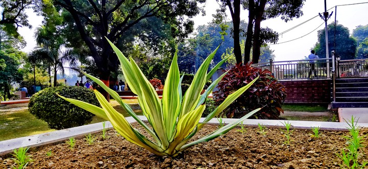 plants