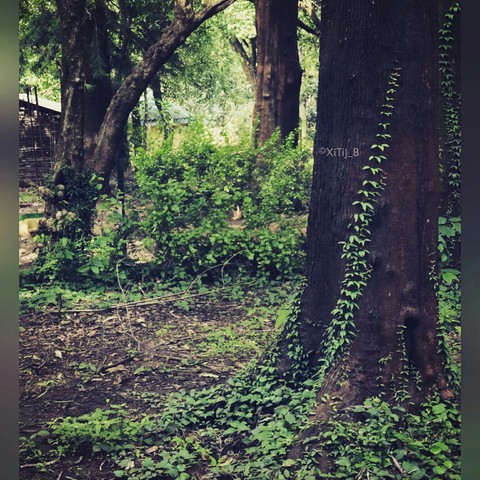 nature