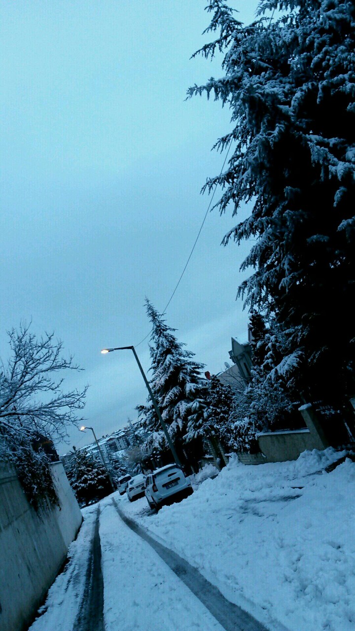 Winter and Trees