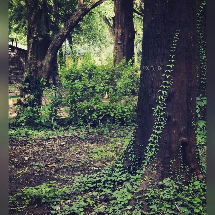 nature