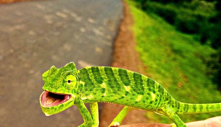 GREEN LIZARD