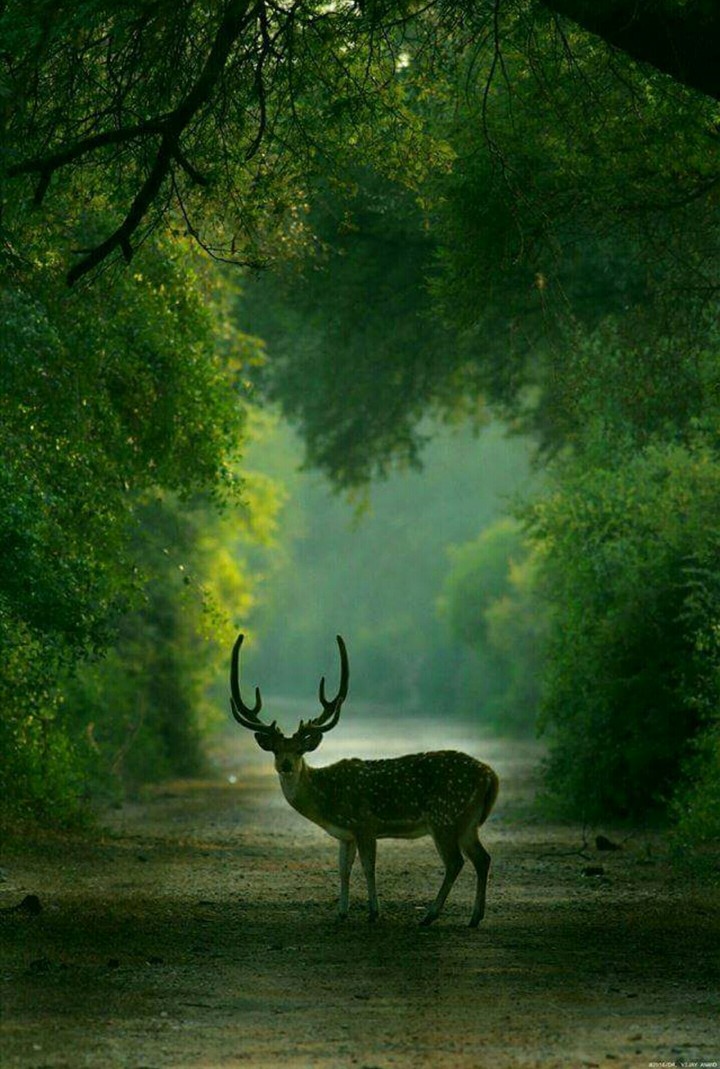Dear Deer