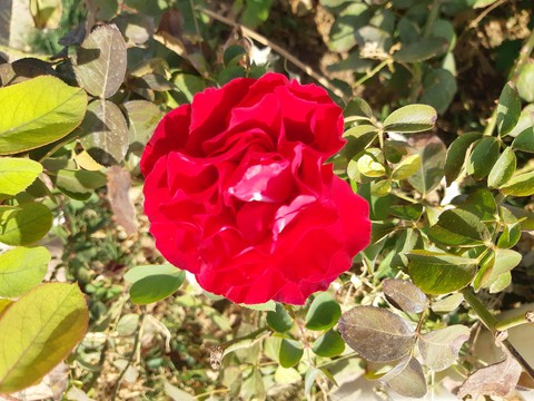 plant, petal वॉलपेपर