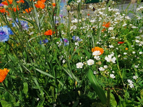 wild flowers