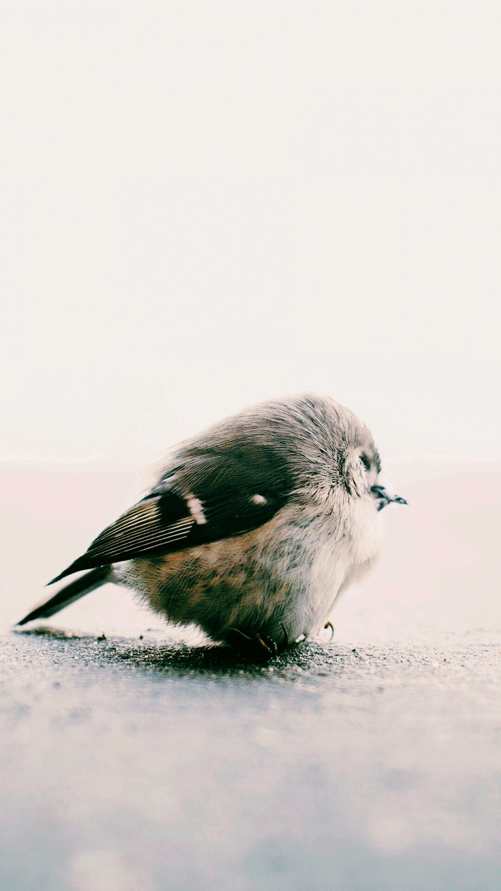 little bird