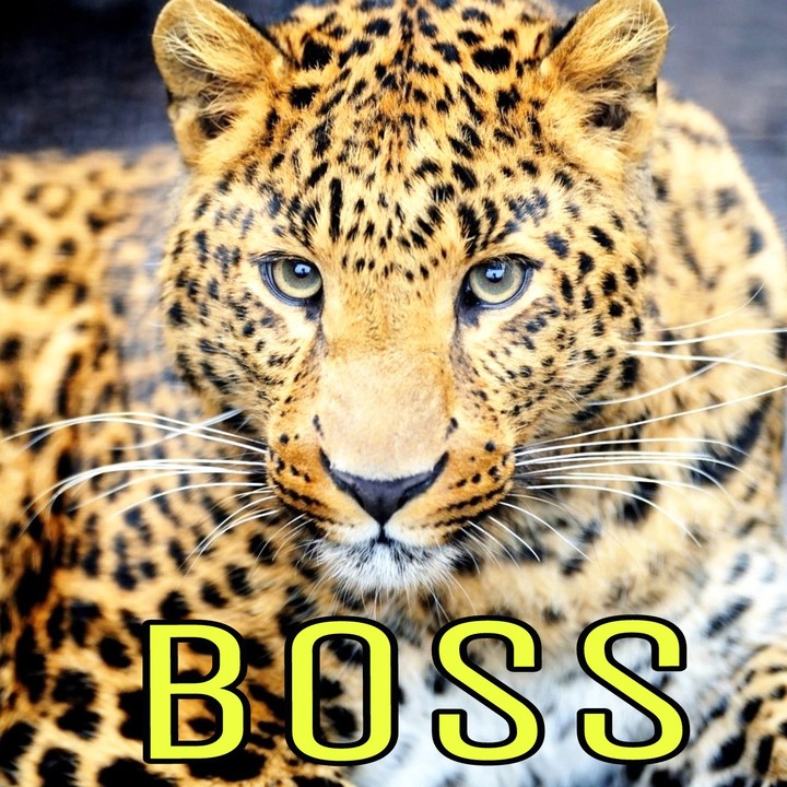 boss