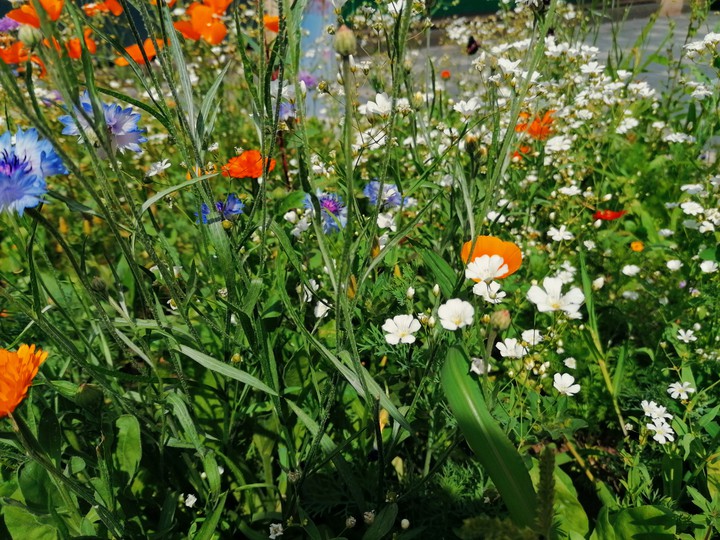 wild flowers