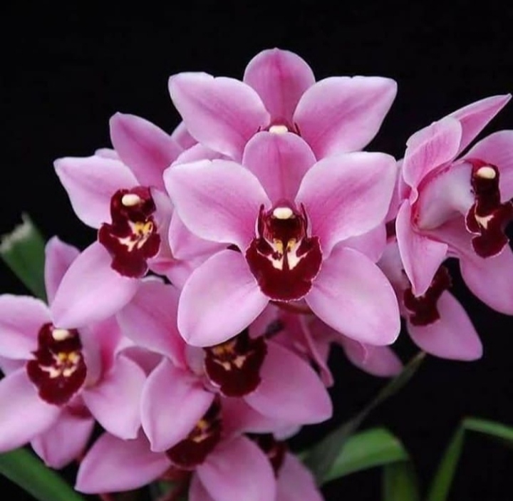 Orchid