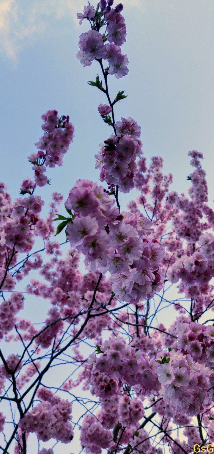 cherry flower