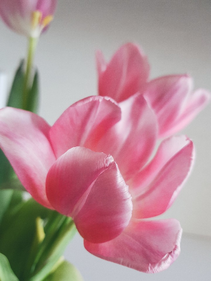 Spring spirit