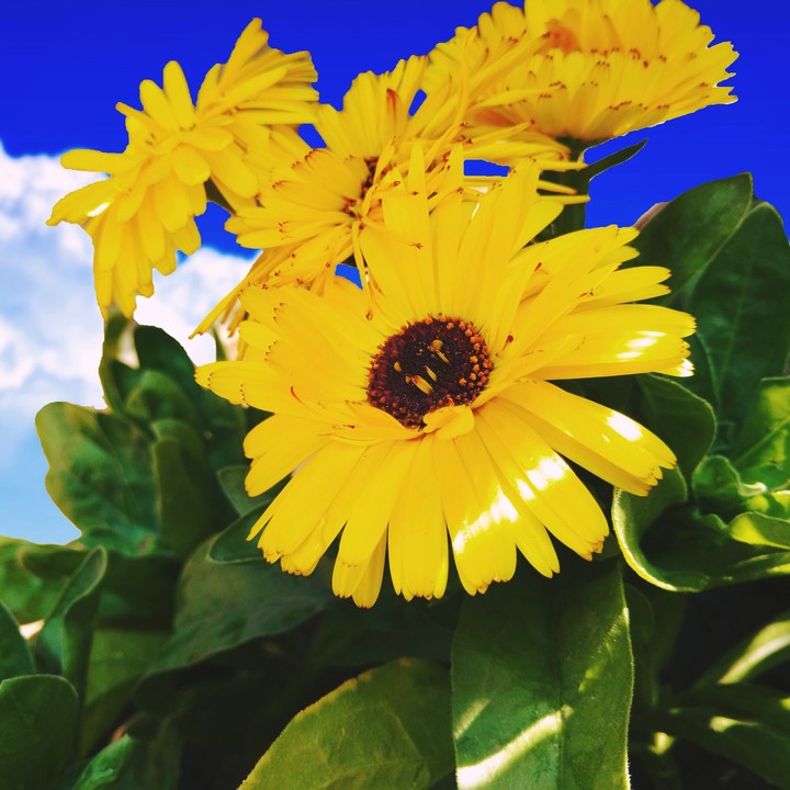 flowers