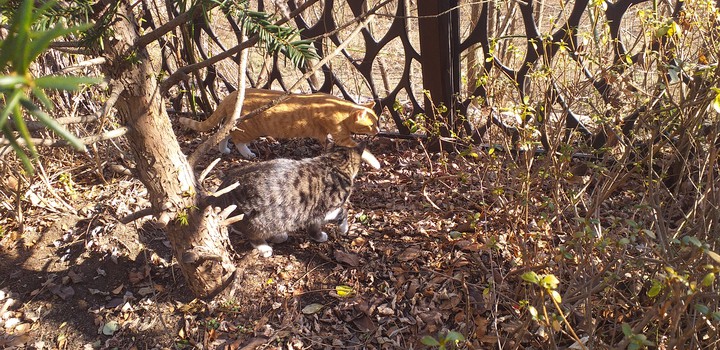 2  cat