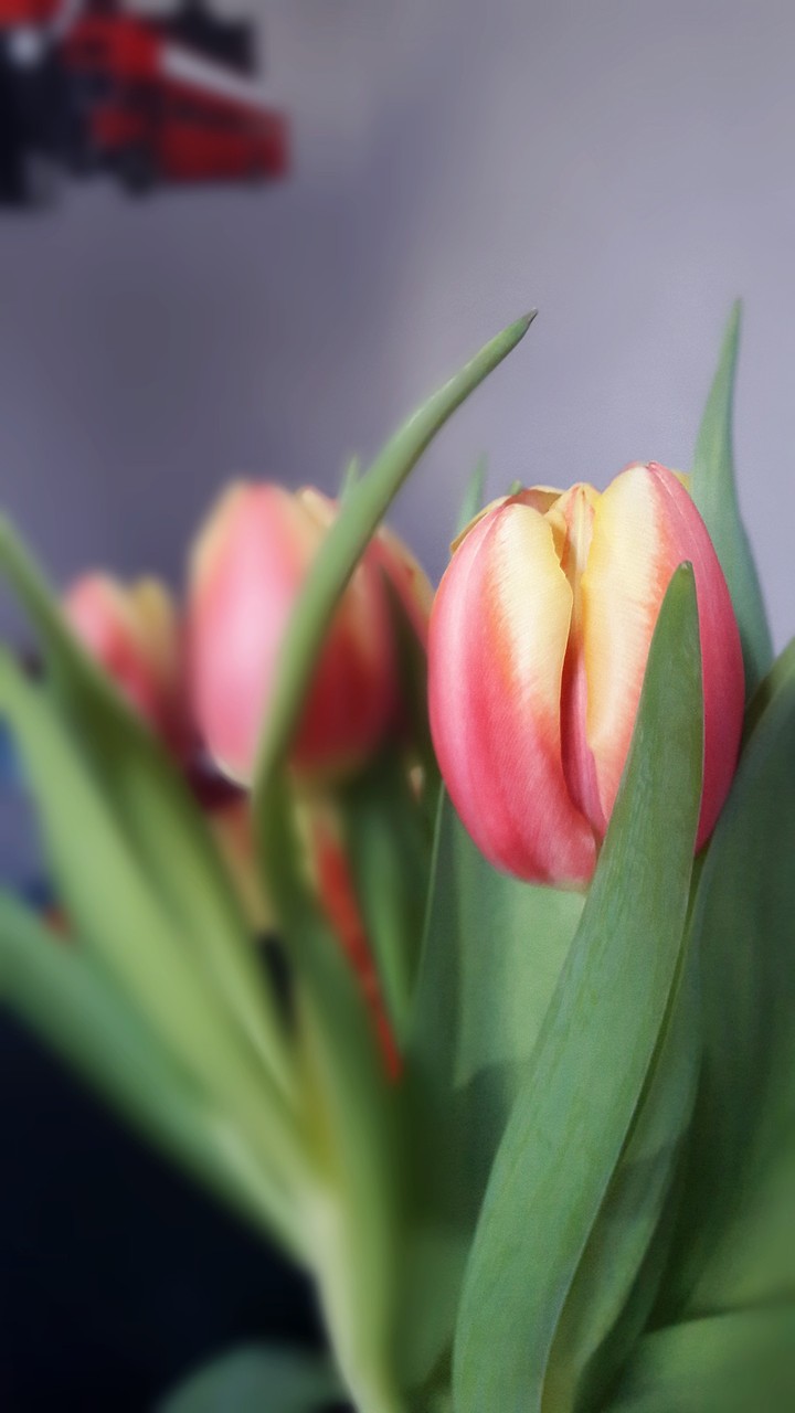 Tulips