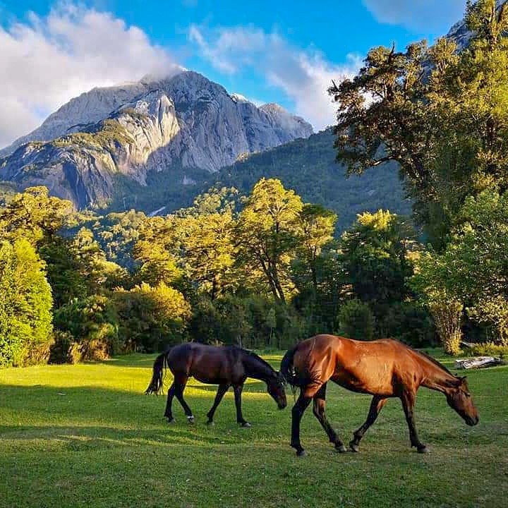 horses