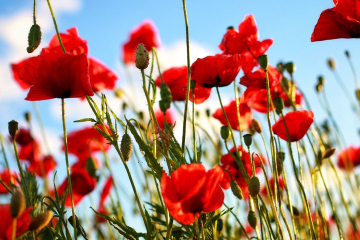 Poppies
