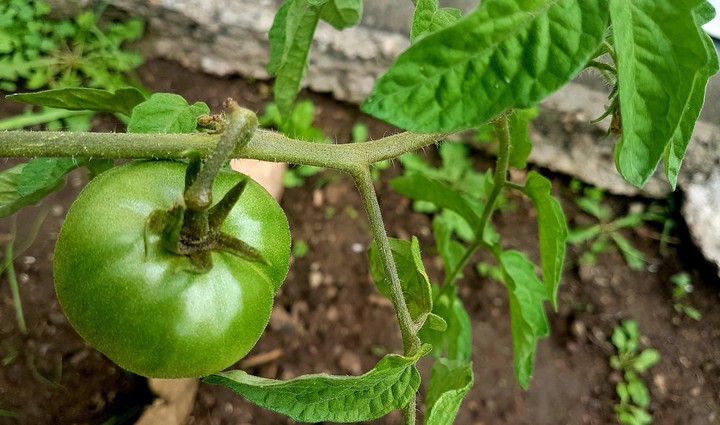 Tomatoe