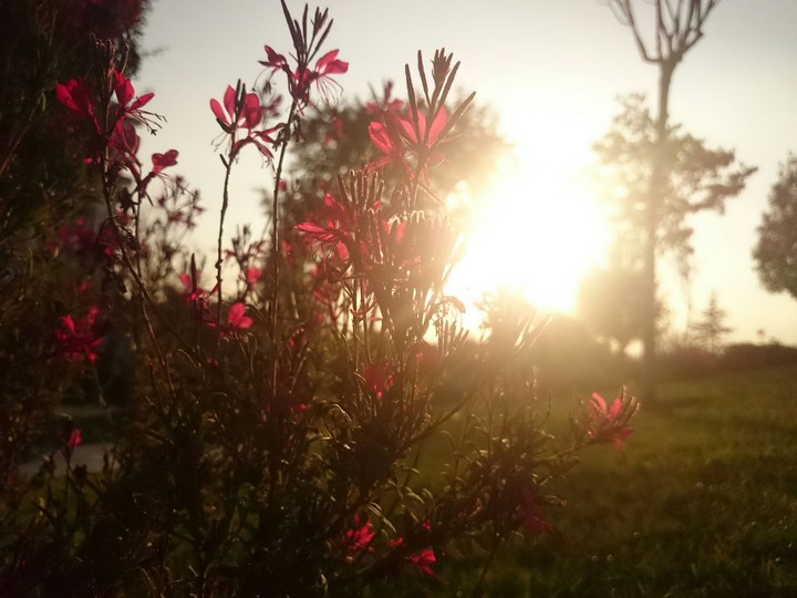 flowers