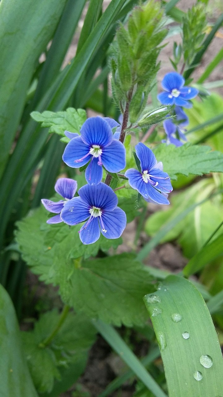 Blue Flowers