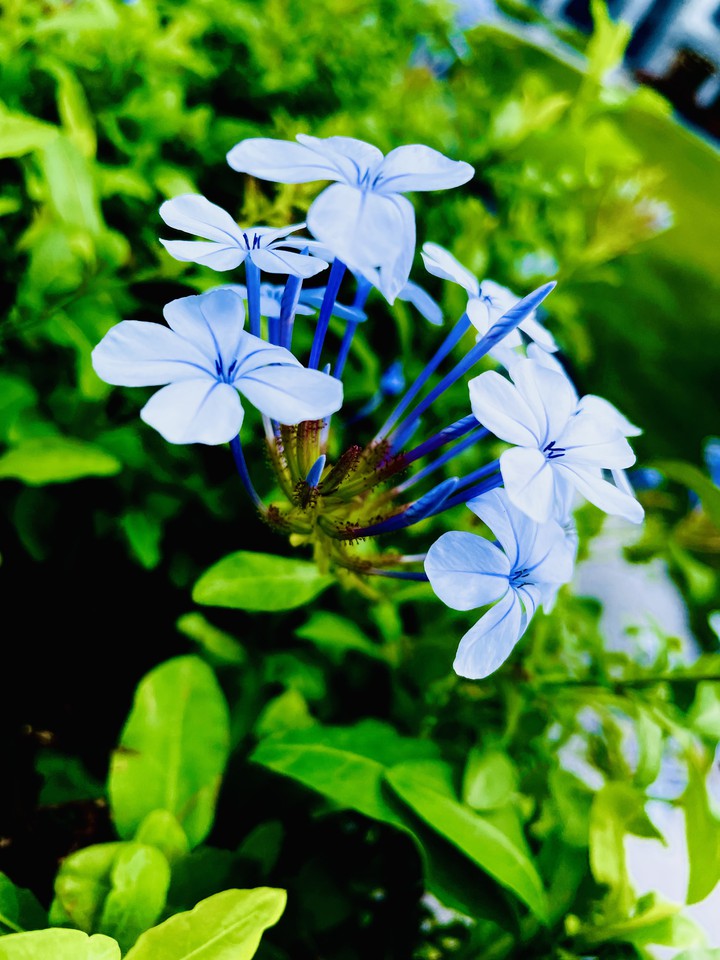 blossom