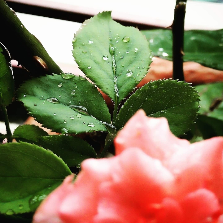 #water #drop #flowers #beautifull