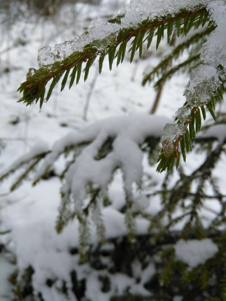 Snowy spruce