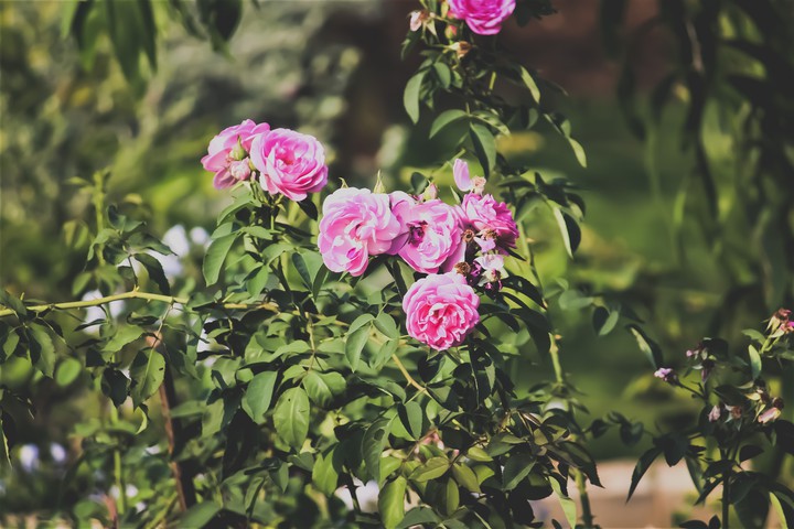 Rose
