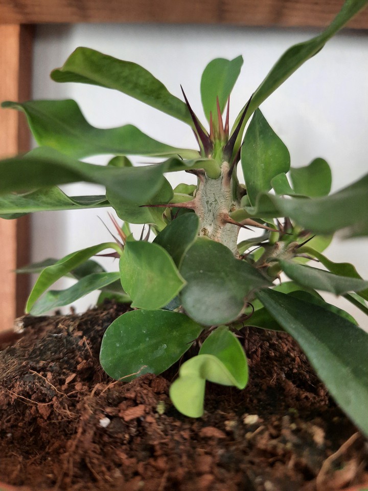 Euphorbia milii