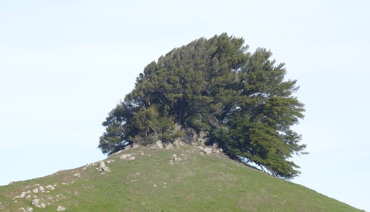 Wind-Blown Oak Tree in Las Trampas regional preserve, CA