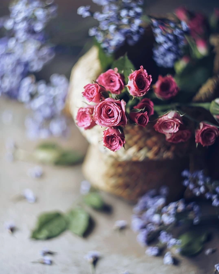 Roses