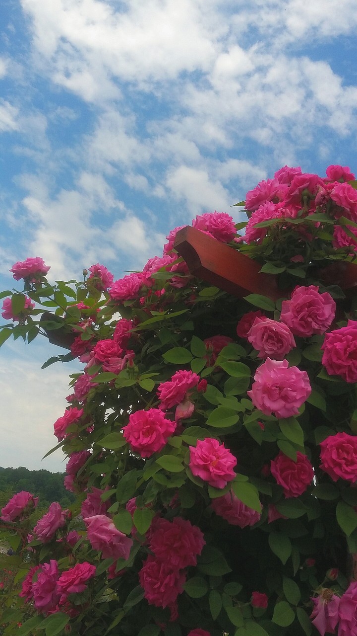 Pink roses