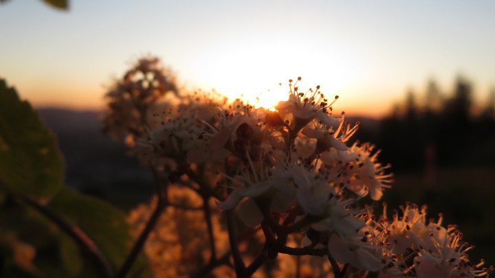 Hollunderblüte
