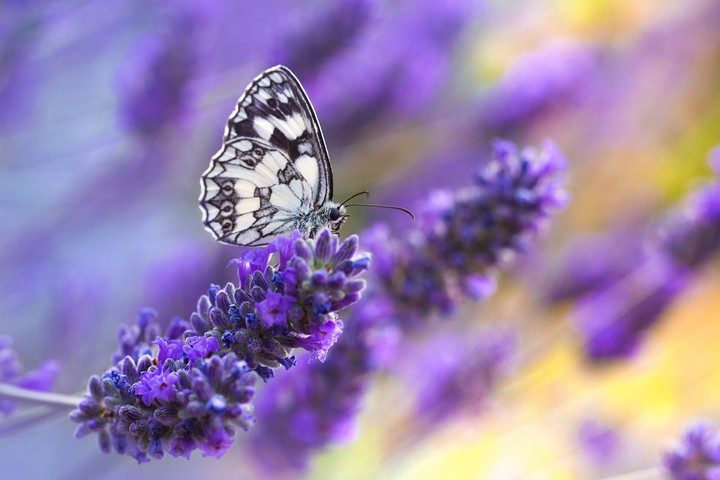 butterfly-sitting-purple-flower.jpg