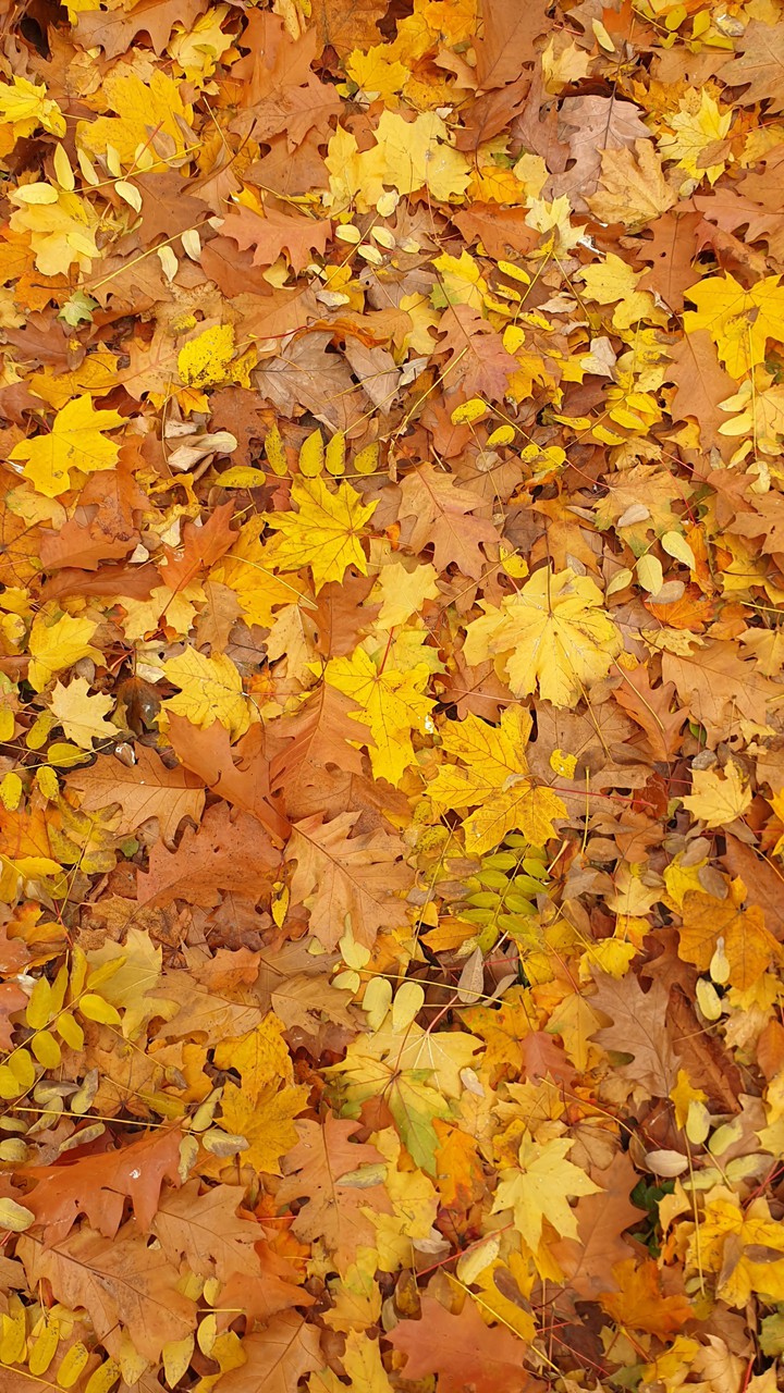 Autumn ?