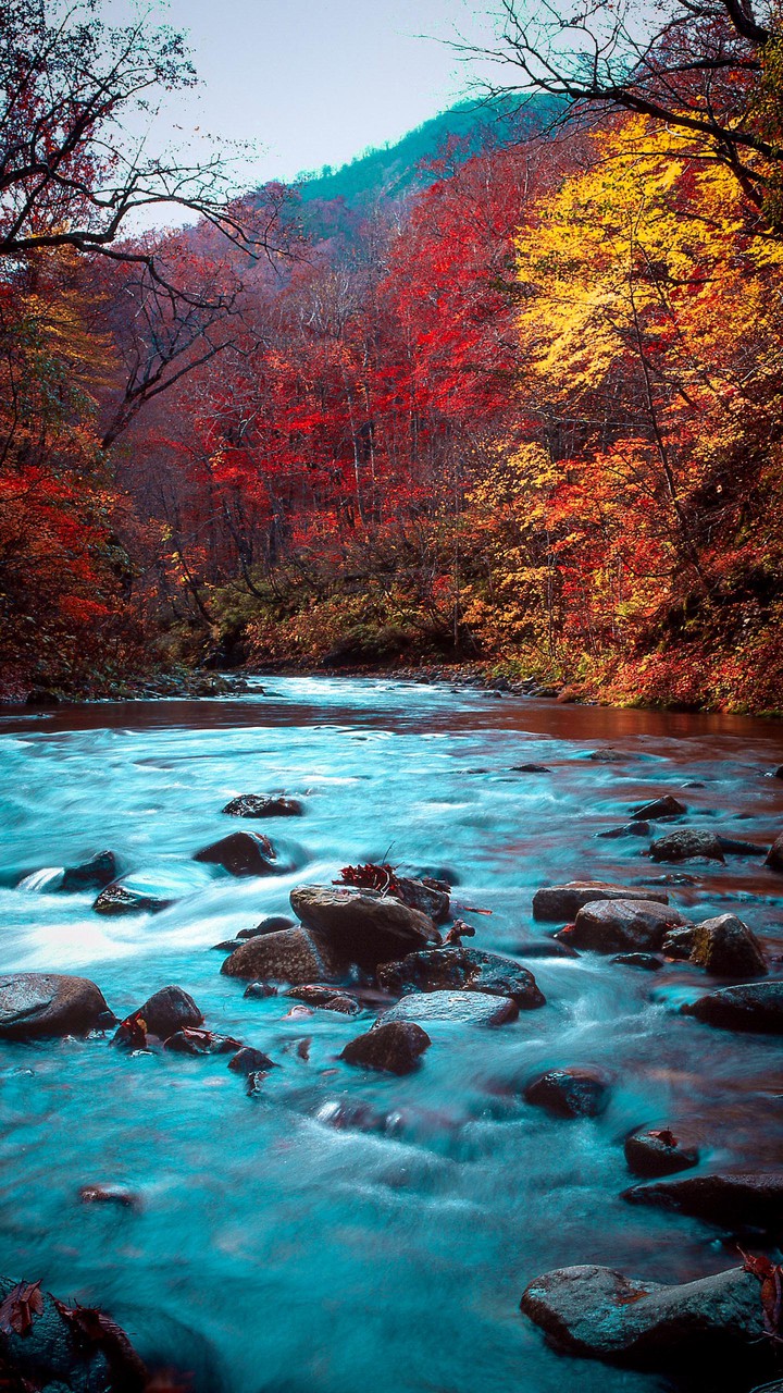 Forest river