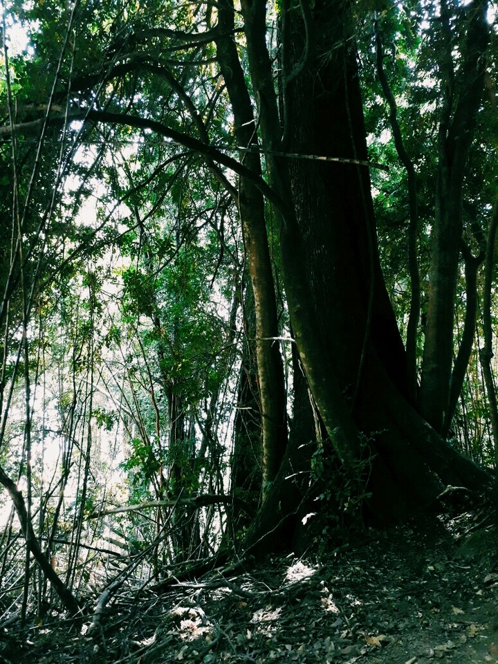 trees